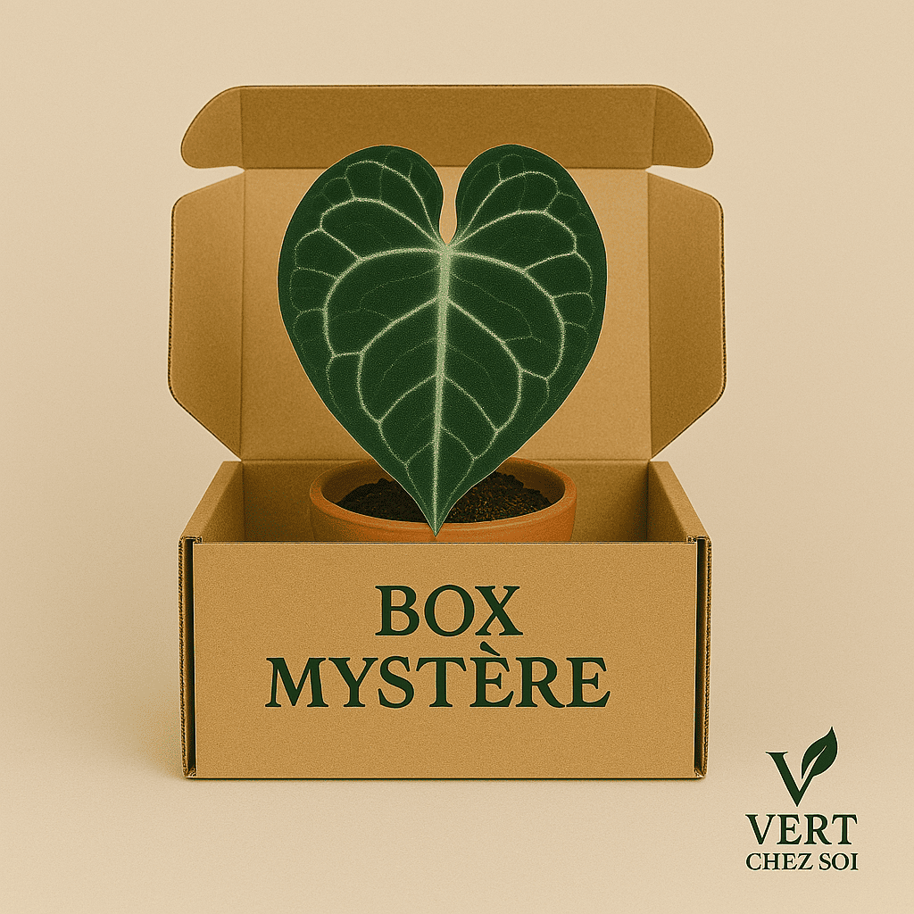Box Mystère